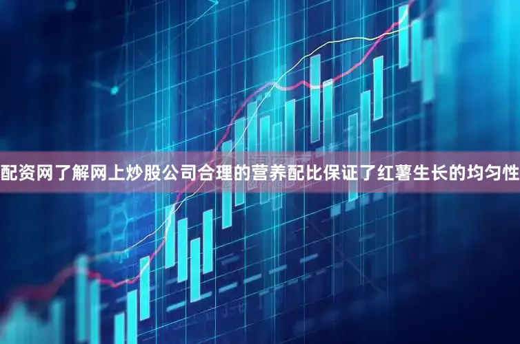 配资网了解网上炒股公司合理的营养配比保证了红薯生长的均匀性
